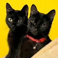 peanutandcocopetsupplies