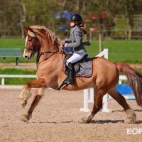 remishowjumpingwelshie