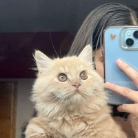 _meowfya_