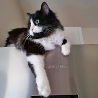 mia_tuxedo_princess