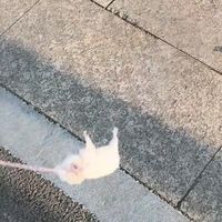 hamster9161