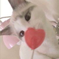 mochaskiss