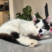siggythecat