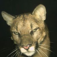 scar.7520