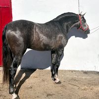 ajr5881