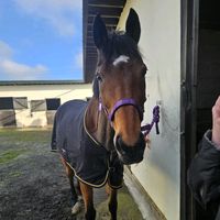 soph.equine27
