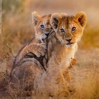 endangeredwildlife