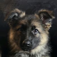 isobel.woodiwiss
