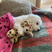 kalua_de_tulear