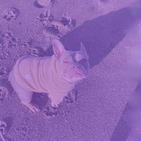 hammy456874