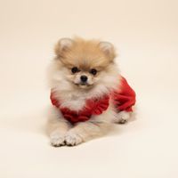 delilahthepom