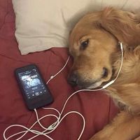 оригінальний звук