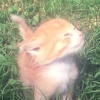 Originalton - RealCat