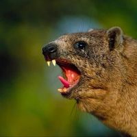 pablothehyraxx