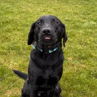 original sound - sully_assistance_dog