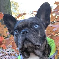 blue_eyes_frenchie_luna
