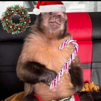 monkey_01.2