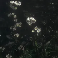 original sound - lighthearted.blossom