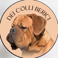 deicolliberici