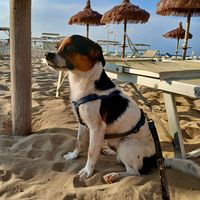 merlino_iltrovatello