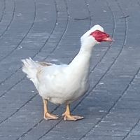 hej63858