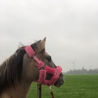 mimi.de.konik.hor