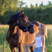 wq_equestrian