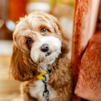 aussiedoodlefrida