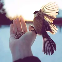 original sound - schattenstory