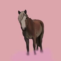 _my.horse.ashley_