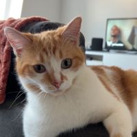 areslechat59