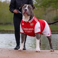 bullyrepublic_bullies