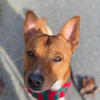 stafferanian_max