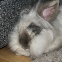 warriorcatslilijka