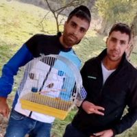 الصوت الأصلي