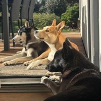 triowoofs