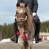 equestrian..jemppu
