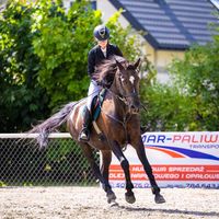 zpppp_horse