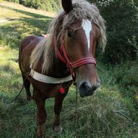 adrian.rohnean