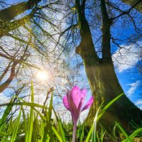 attila_s50