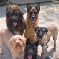 only_dogs_love