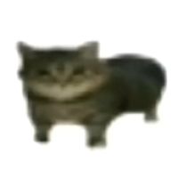 yippithecat