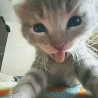 Green Green Grass speed song