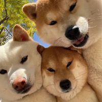 joypetshouse