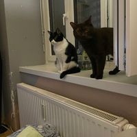 leila_und_gismo_und_mand