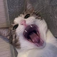 eredeti hang