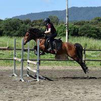 equine.arii