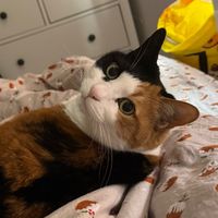 chonkycookiee