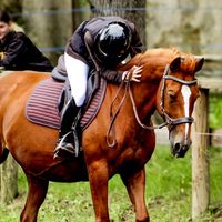 unehistoireequestre