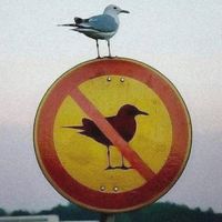 son original